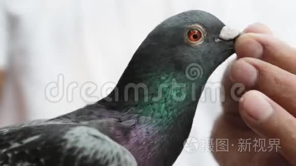 特写信速赛鸽脸视频