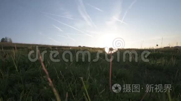 一片美丽的春日日落时，一片田野里的绒毛白色蒲公英的头和种子