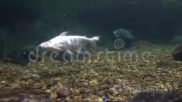 大白鱼在海洋馆的水族馆里游泳视频