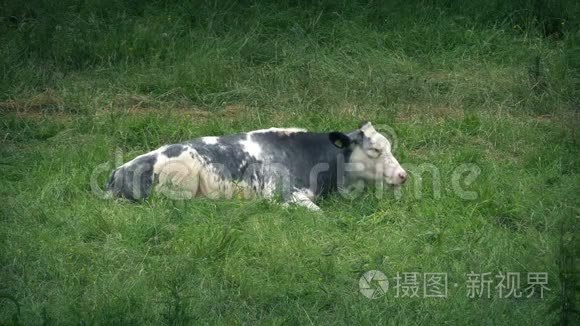 牛躺在田里嚼视频