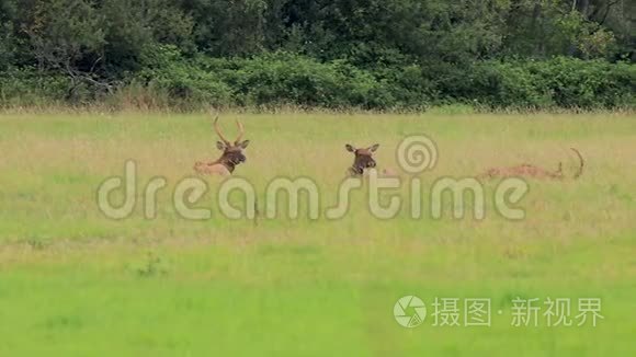 三只麋鹿躺在长长的草地上视频