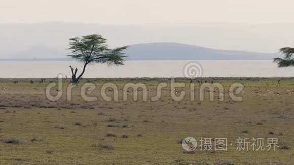 一群瞪羚从非洲草原上的掠夺者迅速奔跑