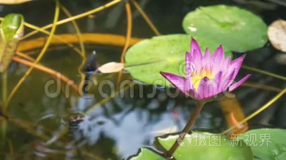 紫莲在水缸里视频