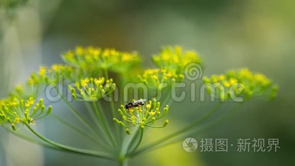 茴香花上的黄黑视频