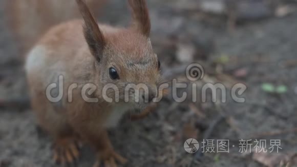 近距离拍摄坐着呼吸的红松鼠视频