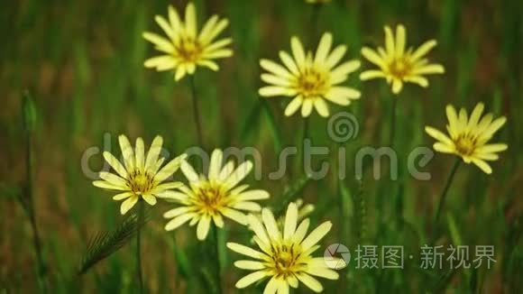 野草与许多黄色的花在风中摇曳视频