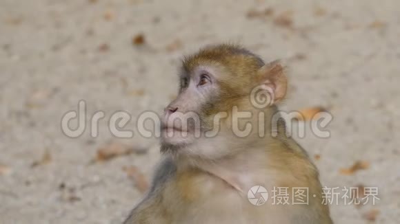 猴子吃食物视频