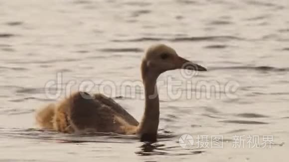 日本丹顶鹤鸡视频