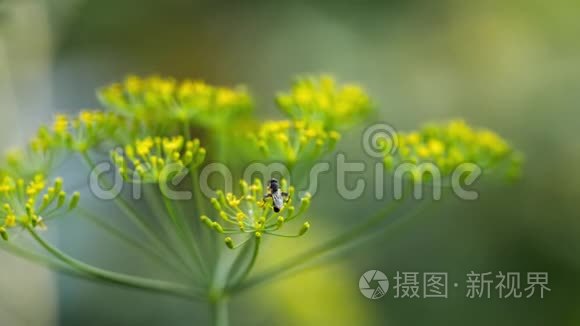 茴香花上的黄黑视频