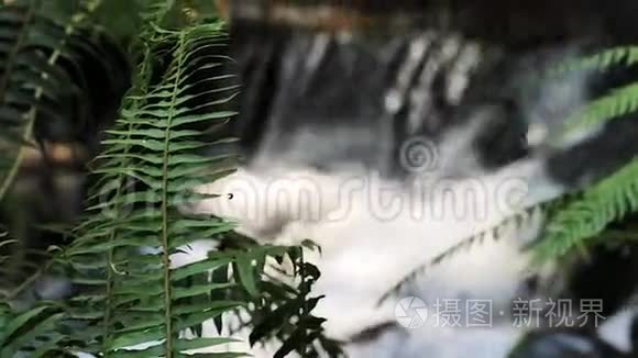 蕨类植物背景下的瀑布视频