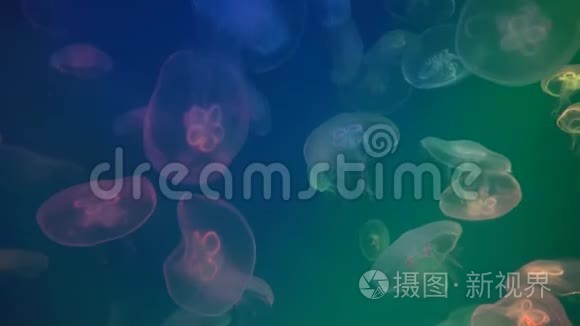 漂浮在深海的荧光水母，蓝色背景的海洋生物