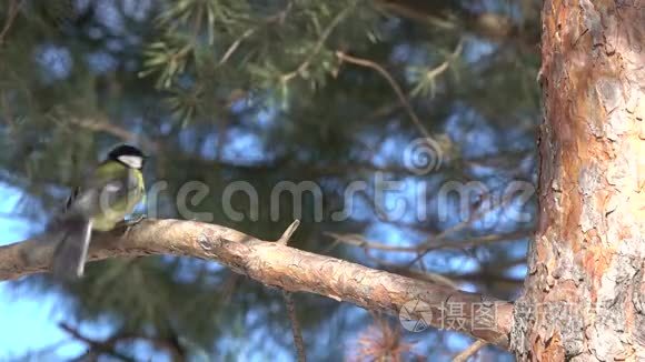鸟大头鹦鹉在松枝上跳跃视频