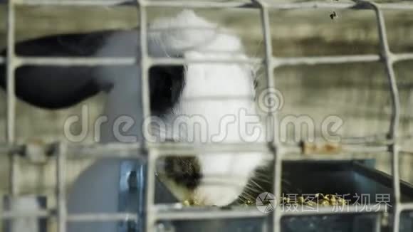 白兔在装有饲料的不锈钢笼子里视频