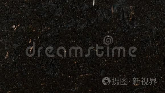 将南瓜籽根与根一起在蔬菜地下发芽