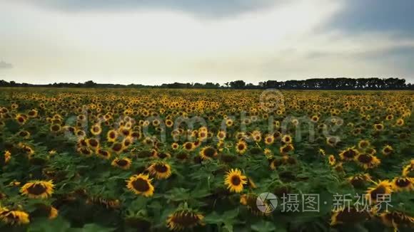 向日葵田的鸟瞰图.. 鸟瞰向日葵田野，在天空背景飞行中观赏向日葵开花