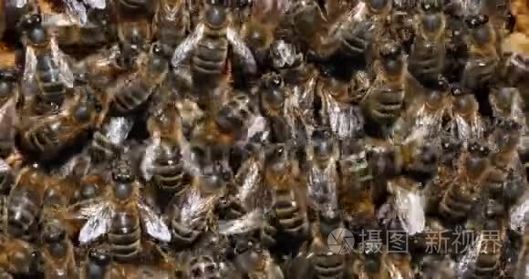 欧洲蜜蜂，蜜蜂蜜蜂，黑蜂在烤架上工作，诺曼底蜂房，实时
