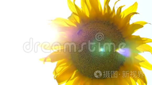 黄色的向日葵靠近太阳`光线通过的地方。 在向日葵蜜蜂中采集花蜜..