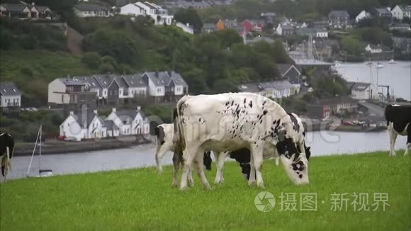 奶牛在绿地上吃东西视频