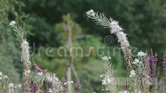 绽放的白花花，凑近.