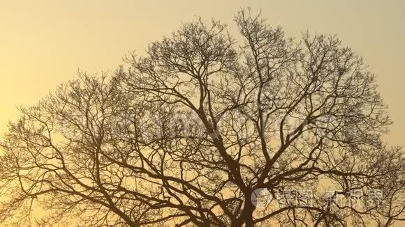 轮廓雄伟的树，黄昏时有田园诗般的日落，天空背景晴朗。 日出时深色树枝剪影