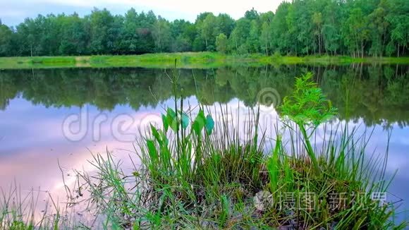 乌克兰莫什恩的森林湖视频