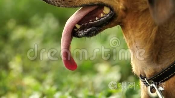 狗用舌头呼吸视频