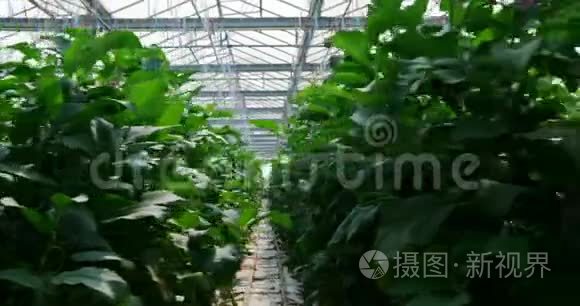 温室里的植物上挂着的茄子视频
