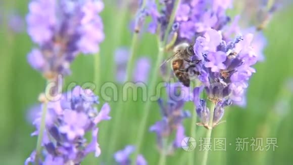 薰衣草花朵上的蜜蜂视频