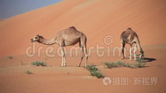 阿联酋沙漠中的中东骆驼视频