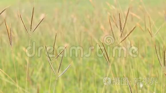 田野草花在风中视频