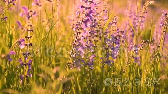 温暖的夏日阳光照耀着野草地视频