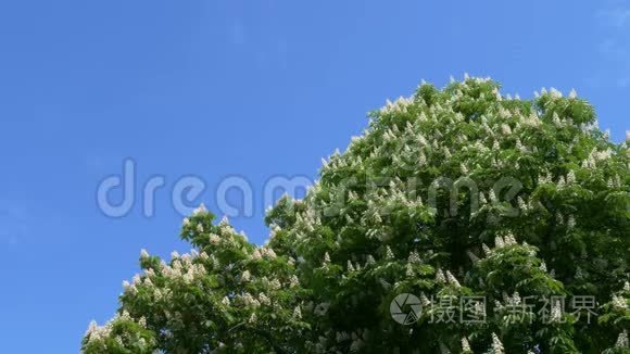 蓝蓝的天空上开满了栗色的花视频