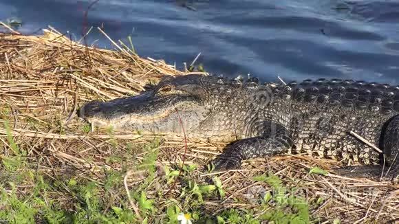美国鳄鱼在湖边晒太阳视频