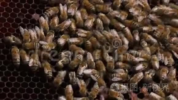 蜜蜂在蜂房特写镜头视频