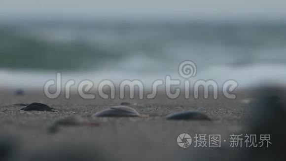 海浪背景下的贝壳