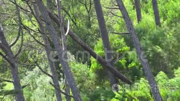 树木植物和风视频