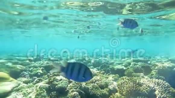 红海大鱼士群视频