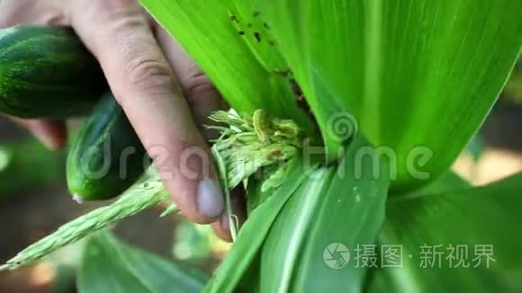 玉米地玉米叶片上的幼虫害虫视频