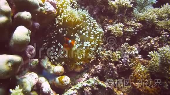 鲈鱼小丑鱼在泡泡尖的触角上视频