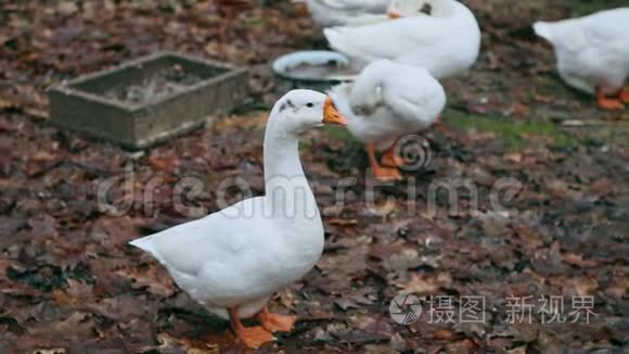 村场大白鹅特写视频