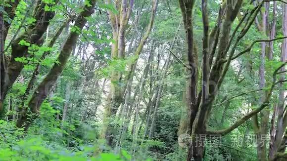 华盛顿州立沿海森林与枫树视频