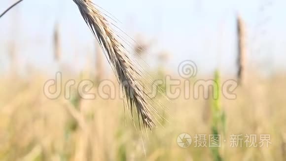 大麦尖顶和风视频