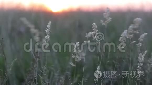 夕阳下，微风吹拂着草地