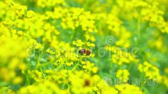 蜜蜂从花中采集花蜜视频