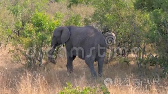 非洲野象家族与灌木丛中的视频