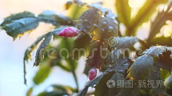 花脱膜和露水视频