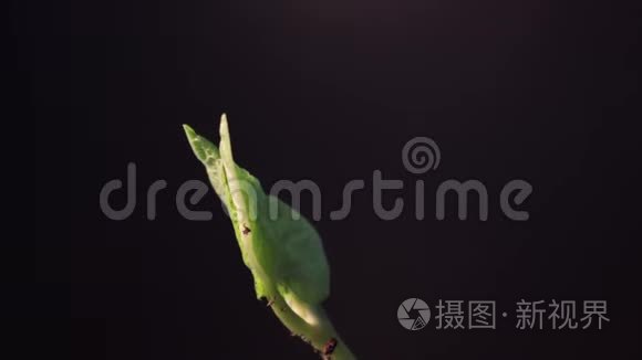 豆芽发芽.. 孤立在黑色背景上。 春天的时光流逝。 种植植物。