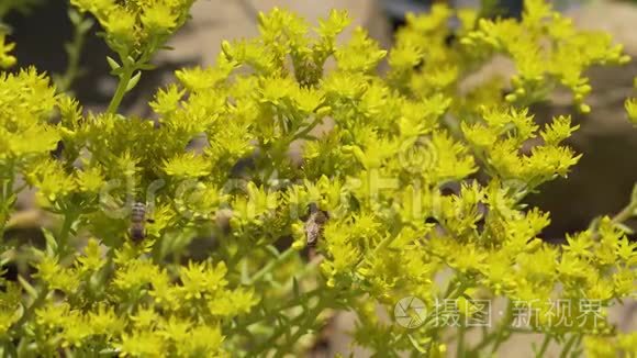 欧洲蜜蜂给花授粉视频