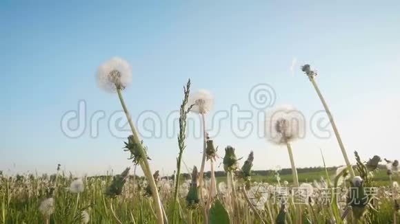 美丽的女孩在绿草上收集蒲公英视频