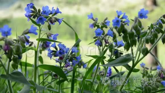 在森林背景下的波罗的海开花镜头